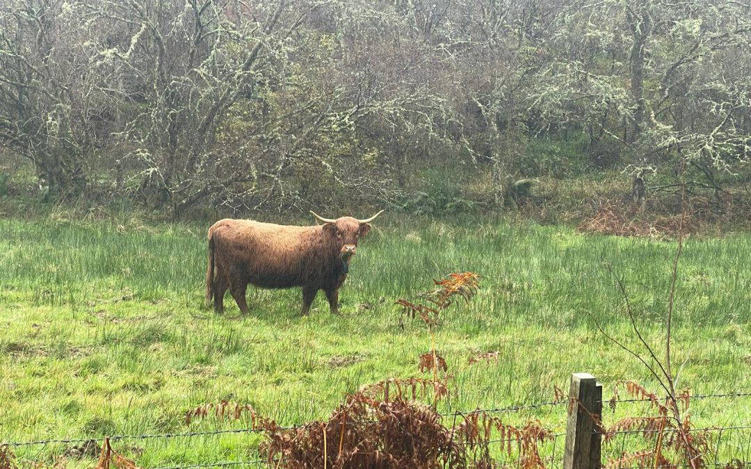 Cattle Grazing