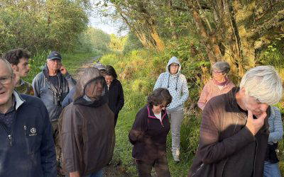 Evening Bird Walk
