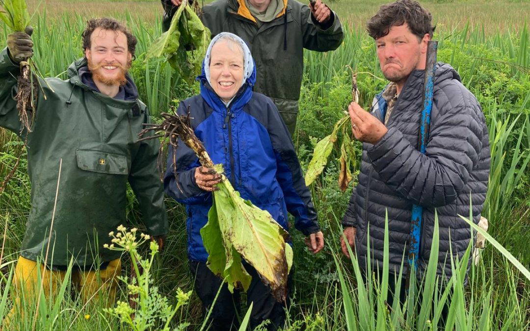 Skunk Cabbage Work Party