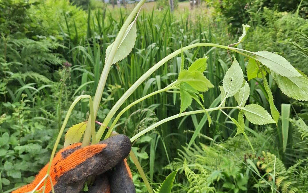 Himalayan Balsam Pulling
