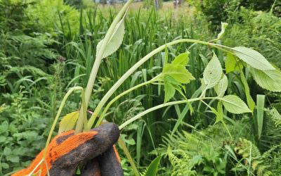 Himalayan Balsam Pulling