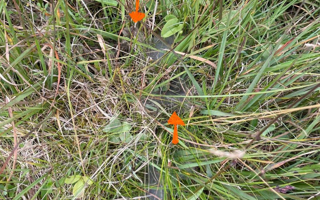Marsh Fritillary Web Counts