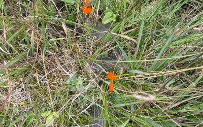 Marsh Fritillary Web Counts